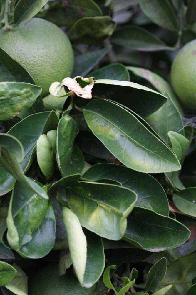              Sun leaves (Riverside, CA)       